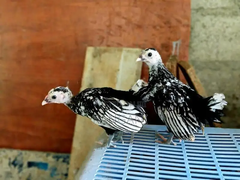 Silver Sebright කුකුළු පැටවුන්