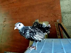 Silver Sebright කුකුළු පැටවුන්