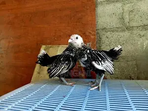 Silver Sebright කුකුළු පැටවුන්