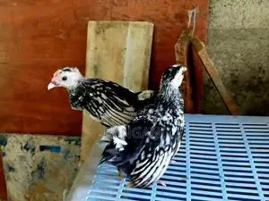 Silver Sebright කුකුළු පැටවුන්