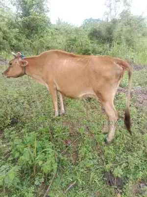 ජසි වර්ගයේ වැස්සි
