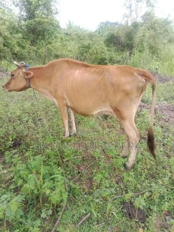 ජසි වර්ගයේ වැස්සි