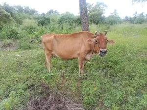 ජසි වර්ගයේ වැස්සි