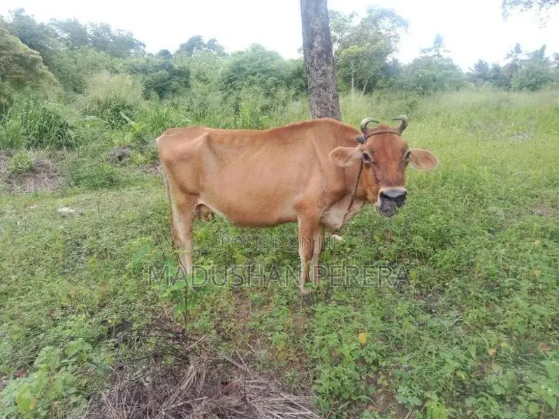 ජසි වර්ගයේ වැස්සි