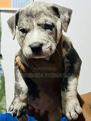 American Bully XL