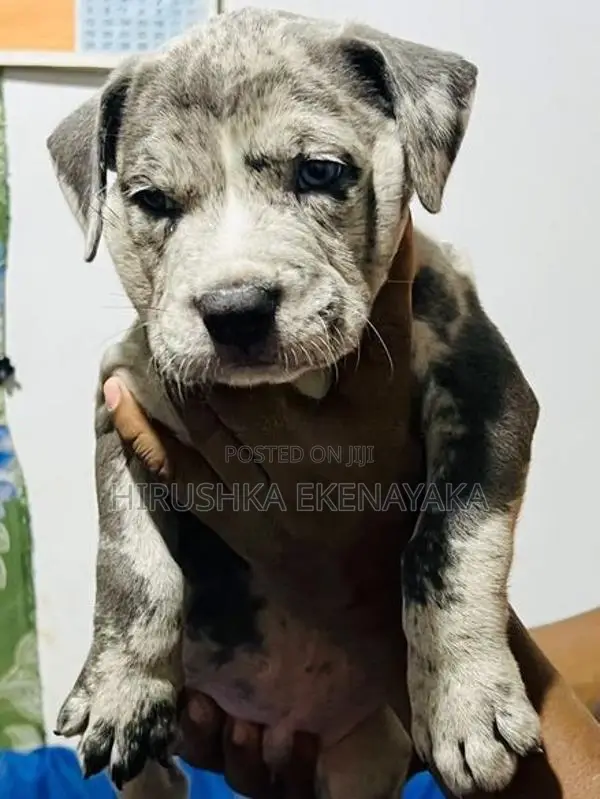 American Bully XL