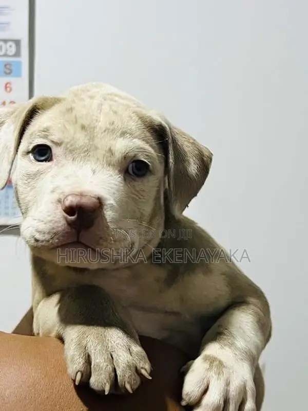 American Bully XL
