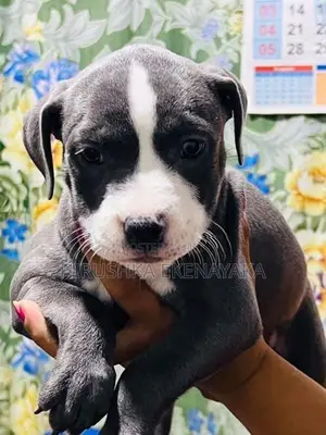American Bully XL