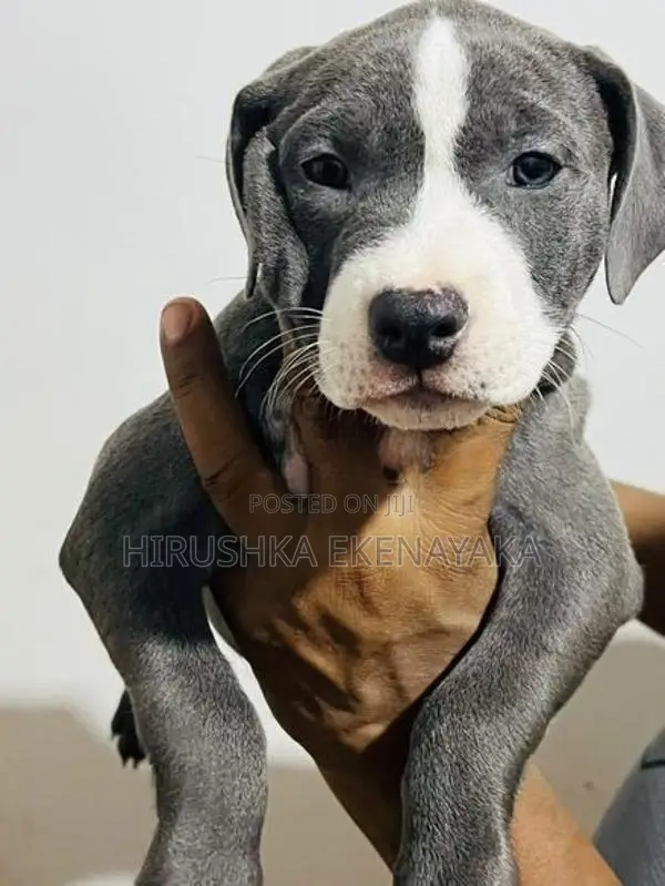 American Bully XL