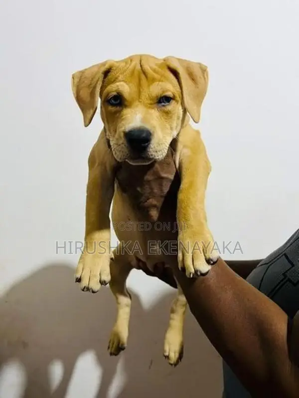 American Bully XL