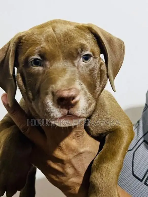 American Bully XL