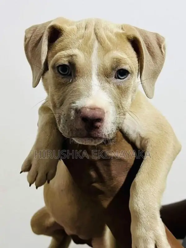 American Bully XL