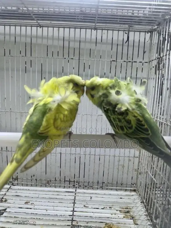 Cocktail Chicks