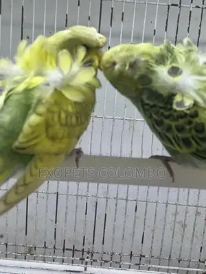 Cocktail Chicks
