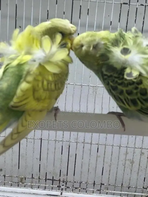 Cocktail Chicks