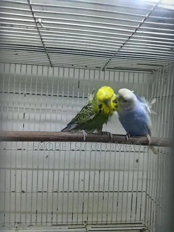 Cocktail Chicks
