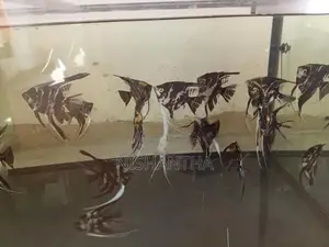 Long Fin Angel Fish