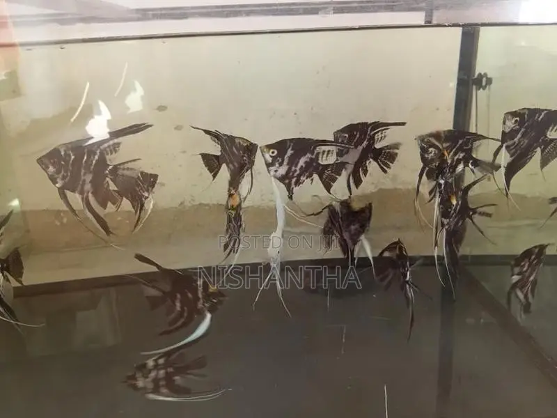 Long Fin Angel Fish