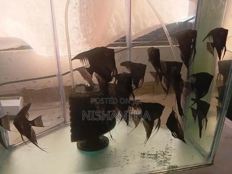 Long Fin Angel Fish