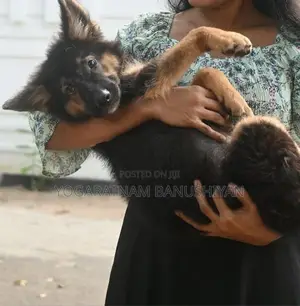 German Shepherd Puppy
