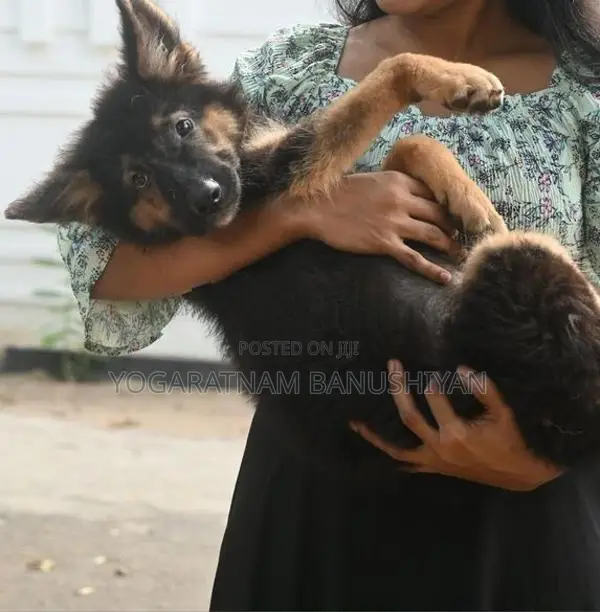 German Shepherd Puppy