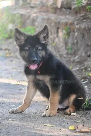 German Shepherd Puppy