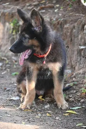 German Shepherd Puppy