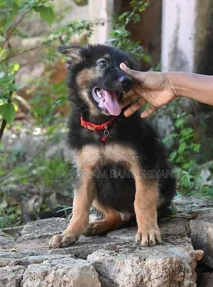 German Shepherd Puppy