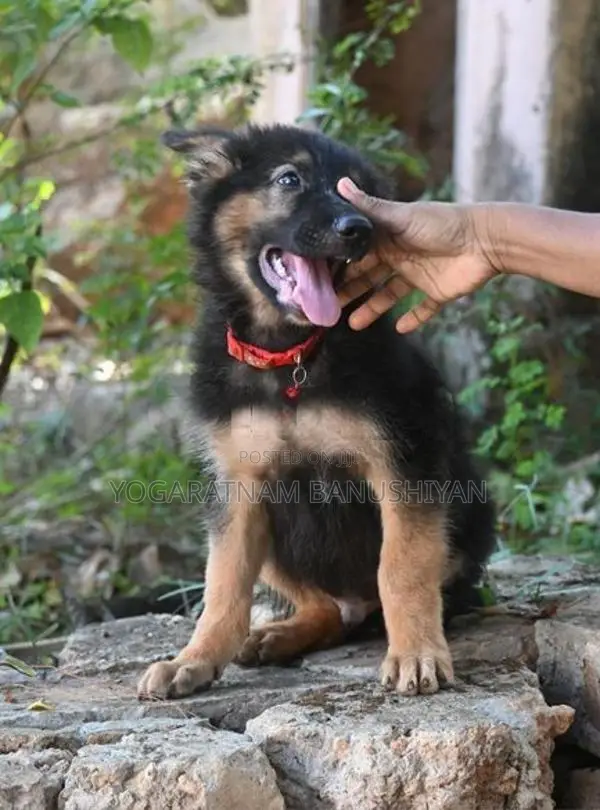 German Shepherd Puppy