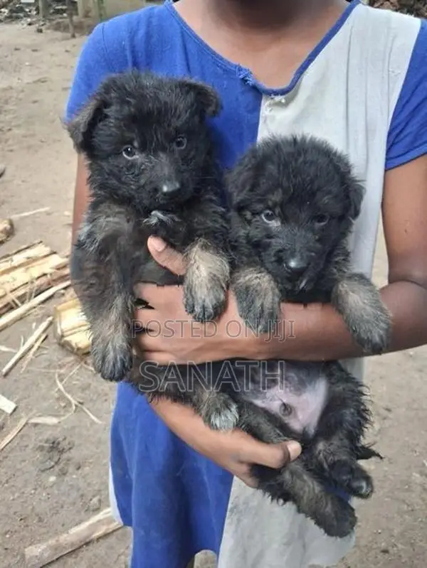 German Shepherd Puppys.
