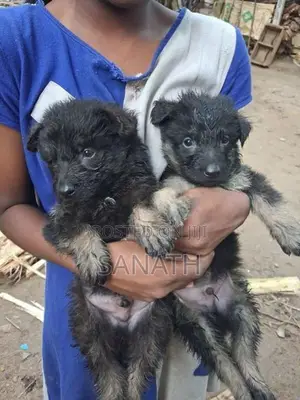 German Shepherd Puppys.