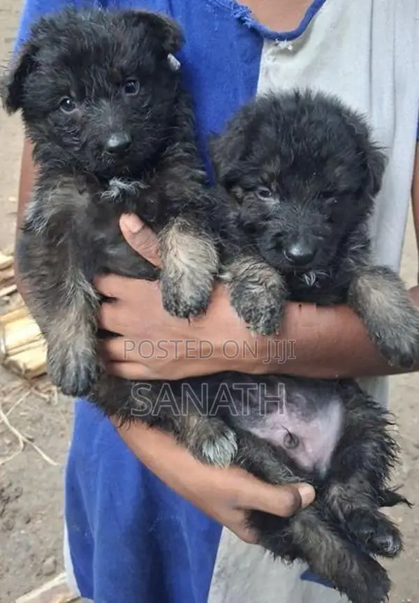 German Shepherd Puppys.