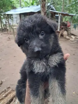 German Shepherd Puppys.