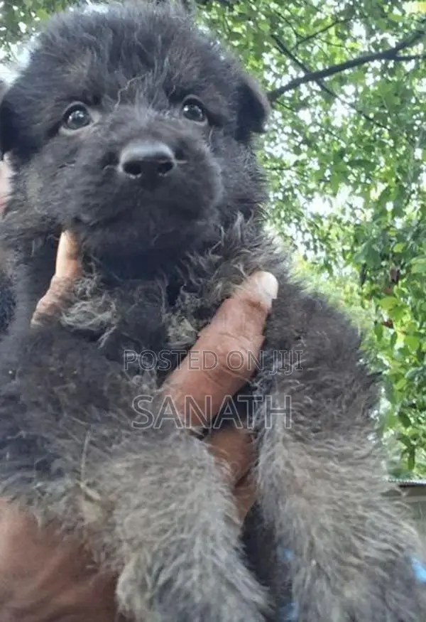 German Shepherd Puppys.