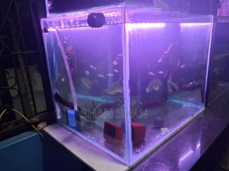 Aquarium Tank