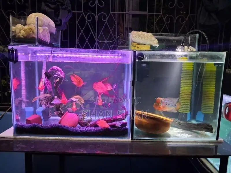 Aquarium Tank