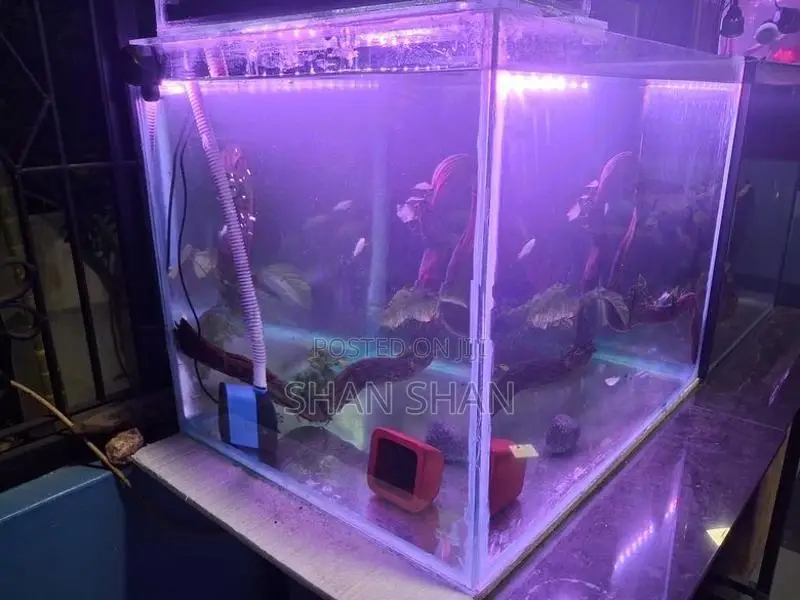 Aquarium Tank