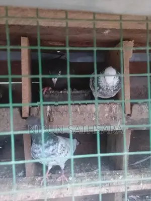 Pigeon