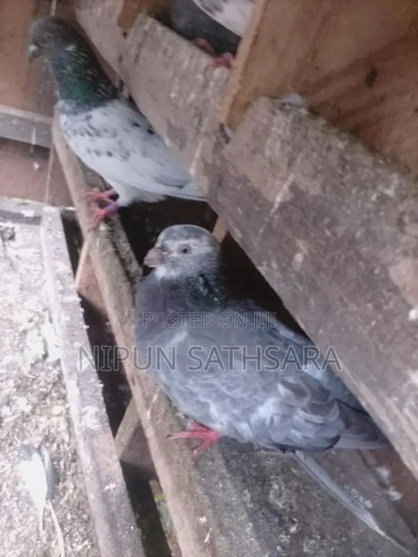 Pigeon
