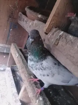 Pigeon