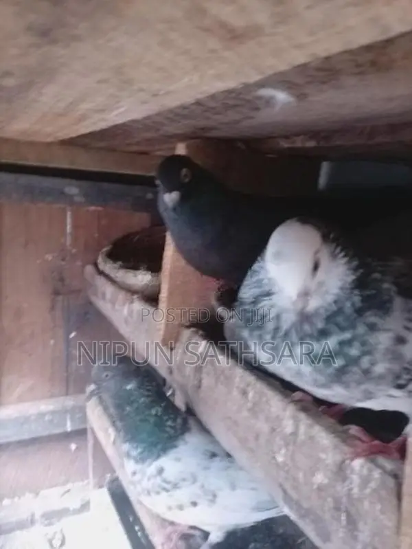 Pigeon