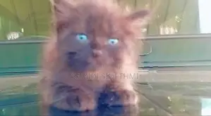 Himalayan Cat