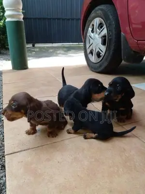 Dachshund Puppies