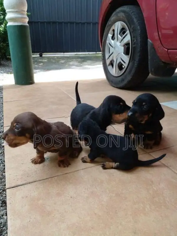 Dachshund Puppies