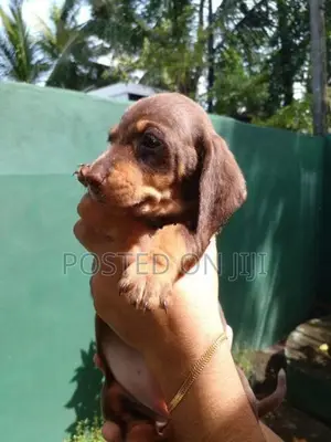 Dachshund Puppies