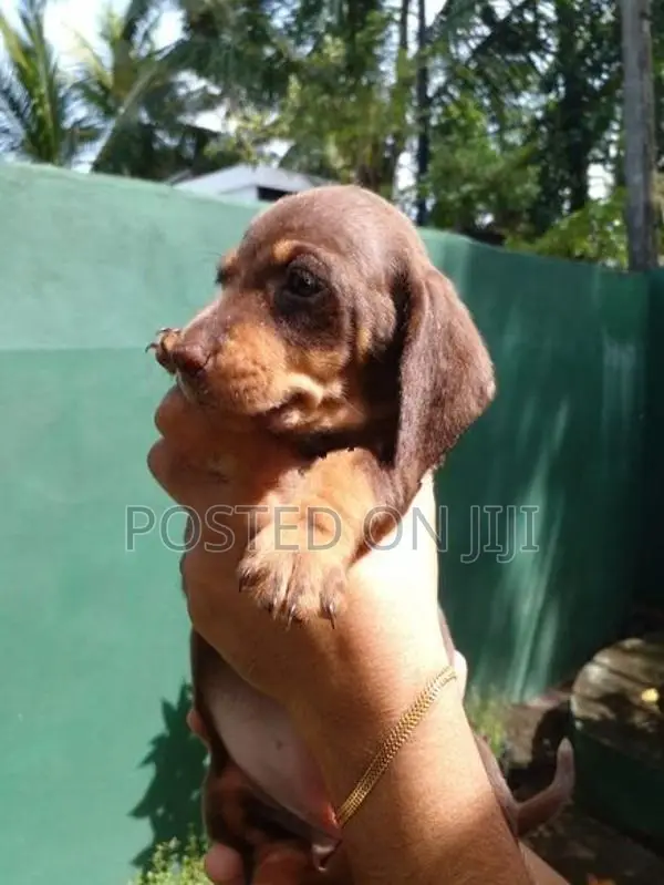 Dachshund Puppies