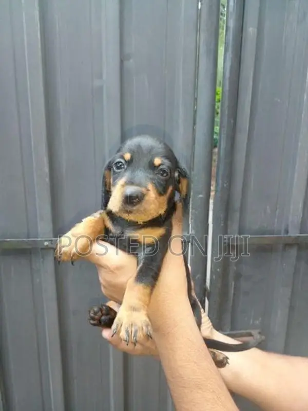 Dachshund Puppies