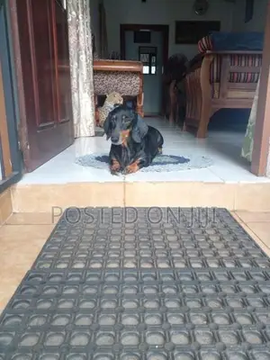 Dachshund Puppies