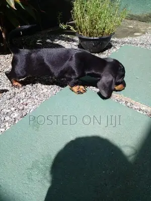 Dachshund Puppies