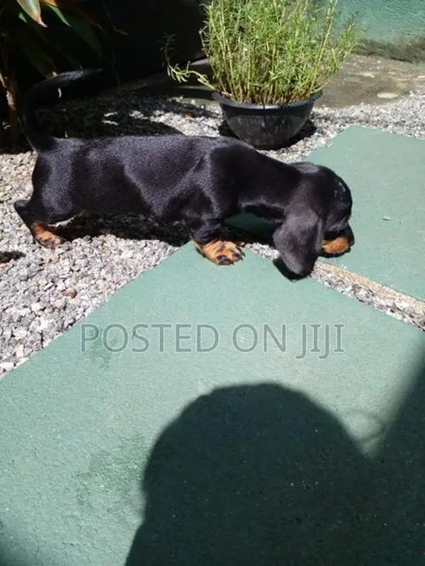 Dachshund Puppies